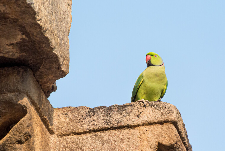 India 2014 - New Delhi 049.jpg